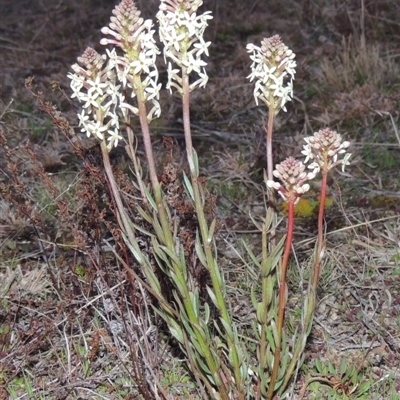 Stackhousia monogyna