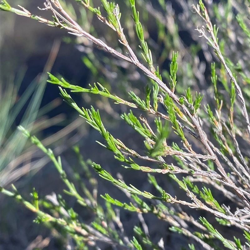 Asperula ambleia
