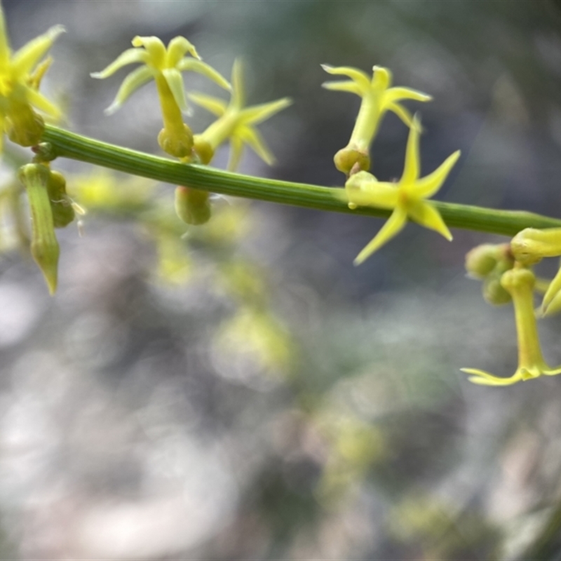 Stackhousia nuda