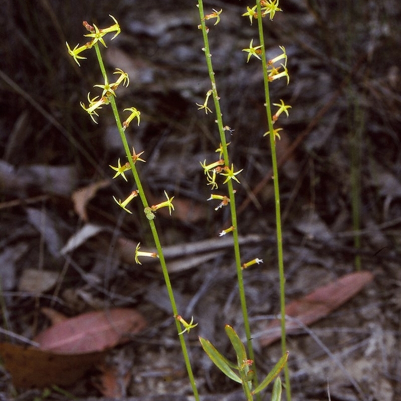 Stackhousia viminea