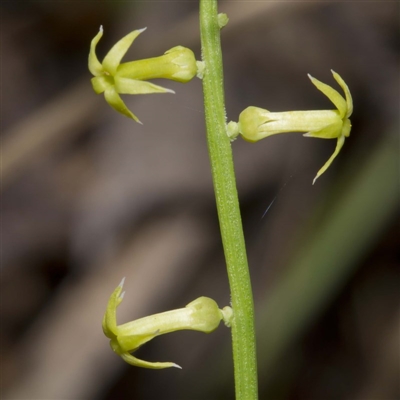 Stackhousia viminea