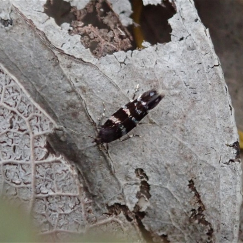 Stagmatophora argyrostrepta