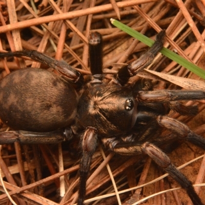 Adult Female