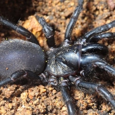 Adult Female