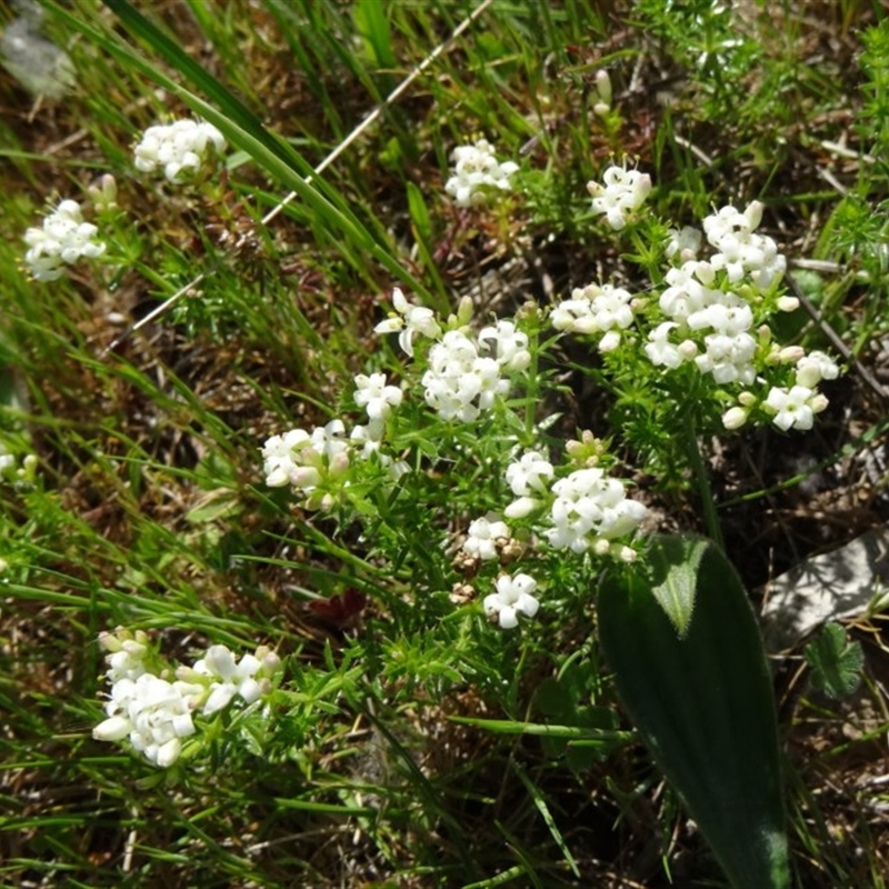 Asperula conferta