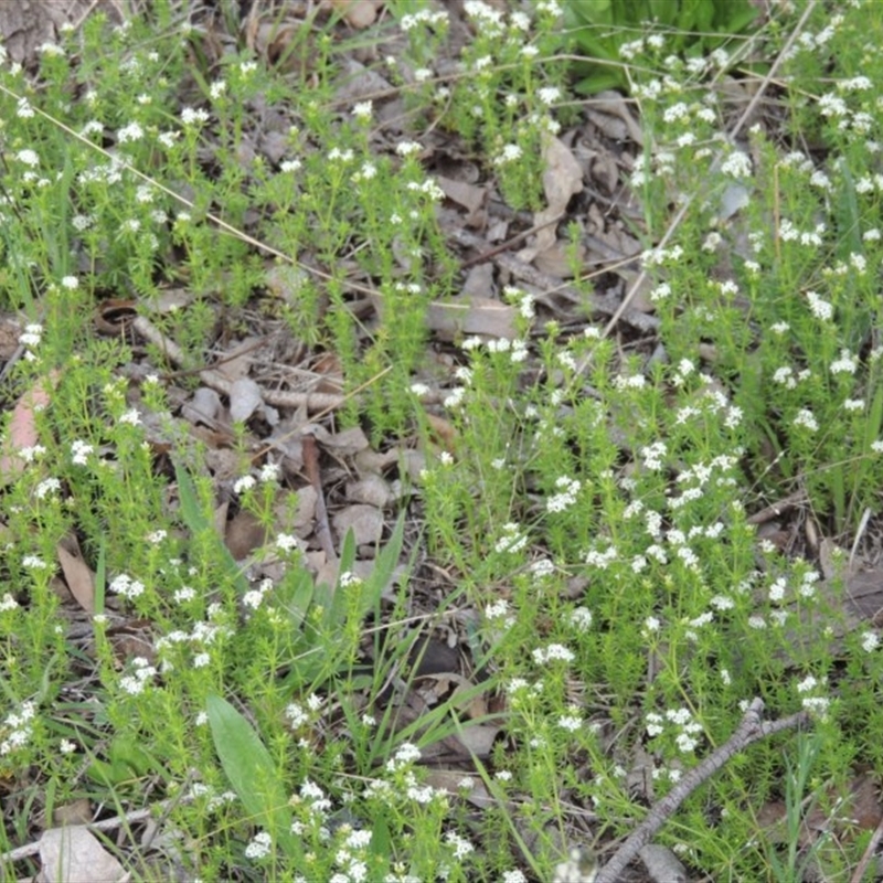 Asperula conferta
