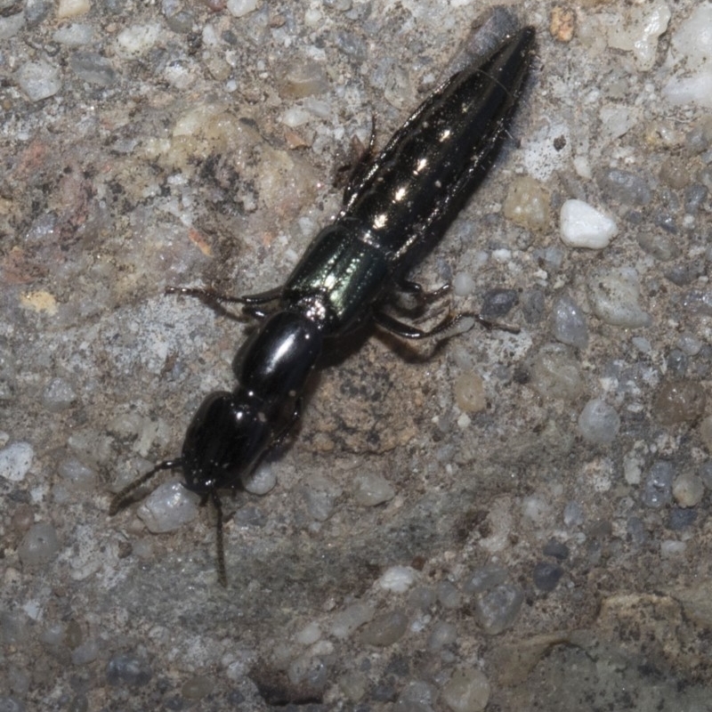 Staphylinidae (family)