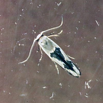 Stathmopoda megathyma