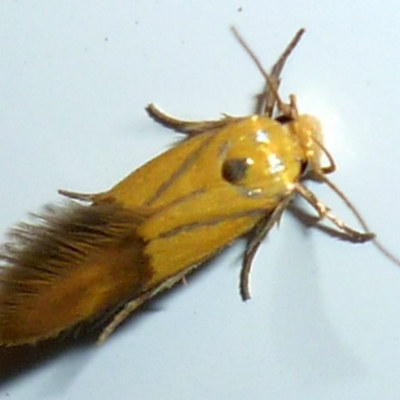 Stathmopoda (genus)