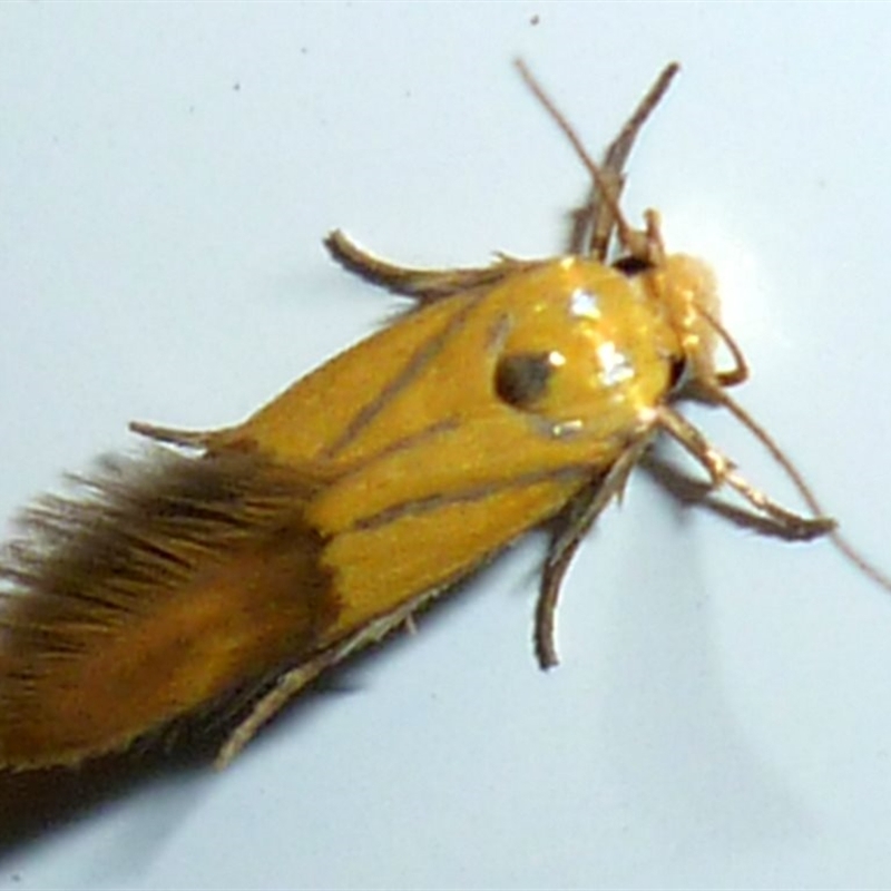 Stathmopoda (genus)