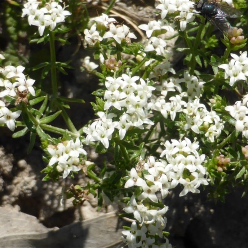 Asperula gunnii