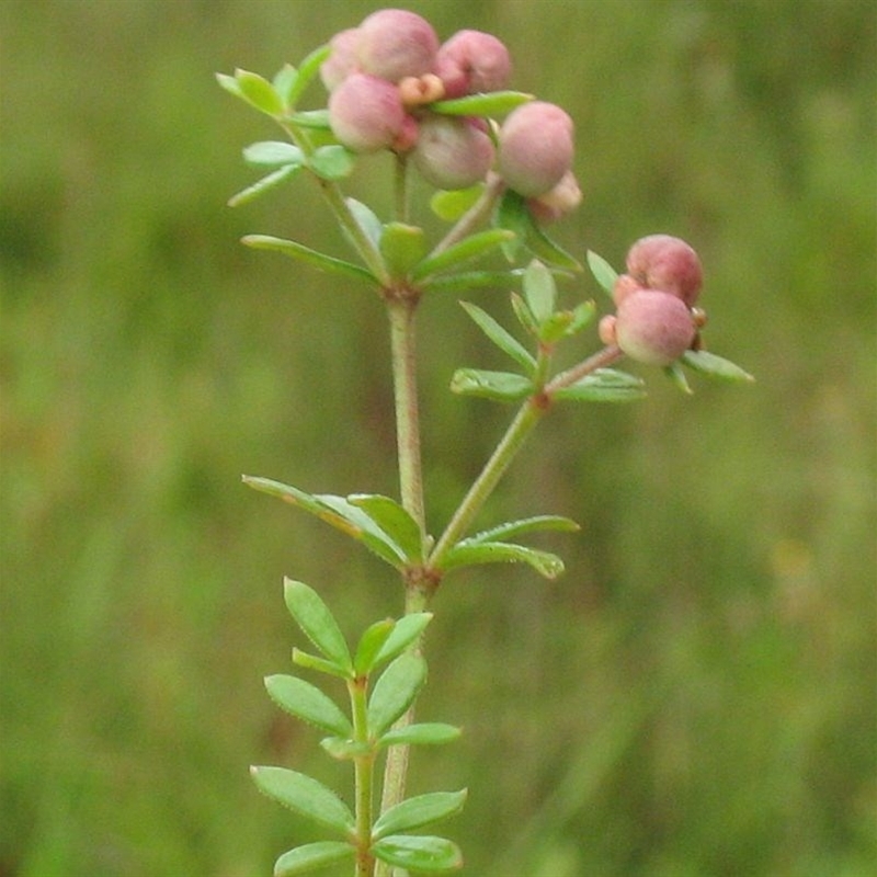 Asperula gunnii