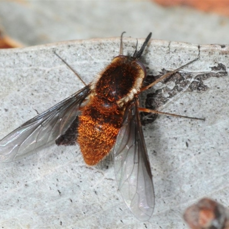 Staurostichus sp. (genus)