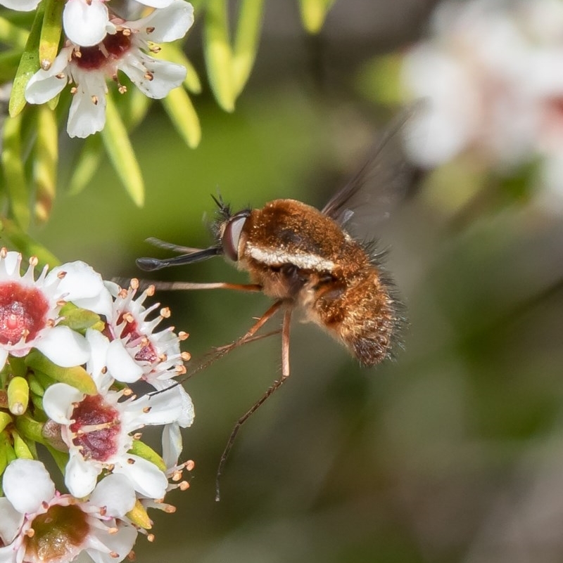 Staurostichus sp. (genus)