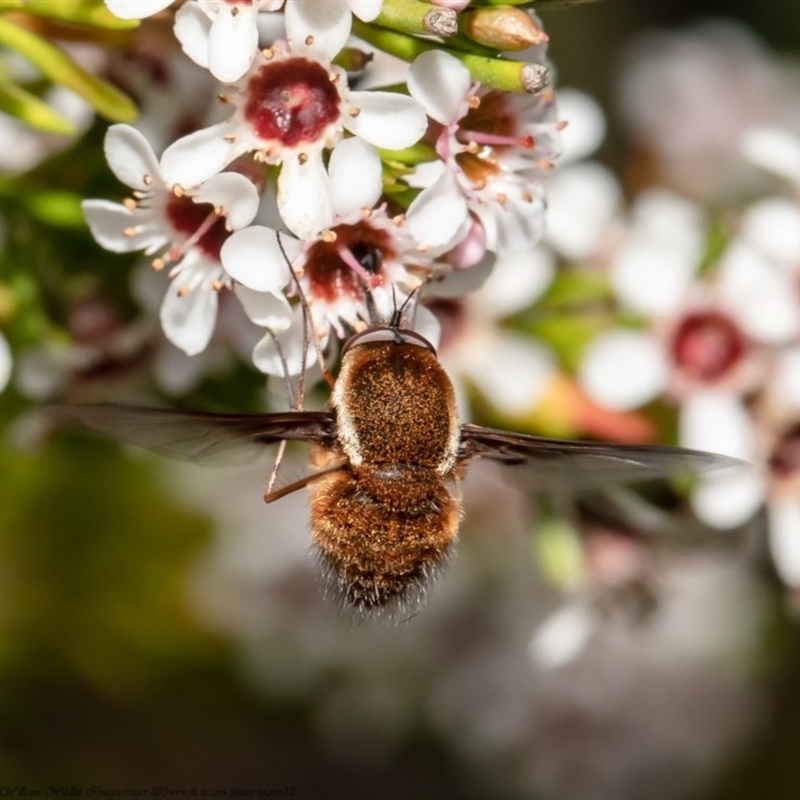 Staurostichus sp. (genus)