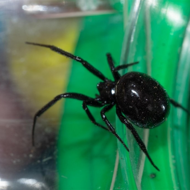 Steatoda grossa