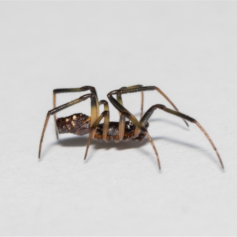 Steatoda sp. (genus)