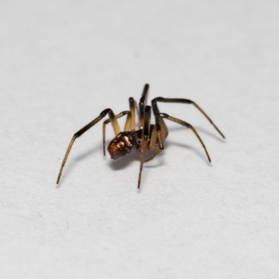 Steatoda sp. (genus)