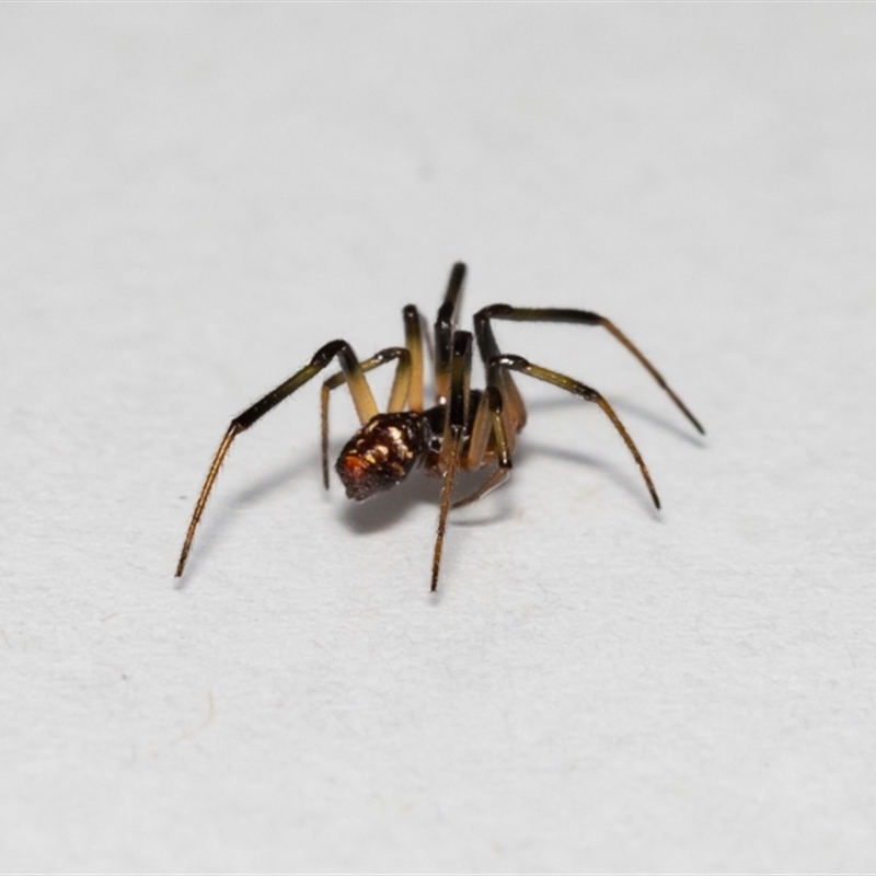 Steatoda sp. (genus)