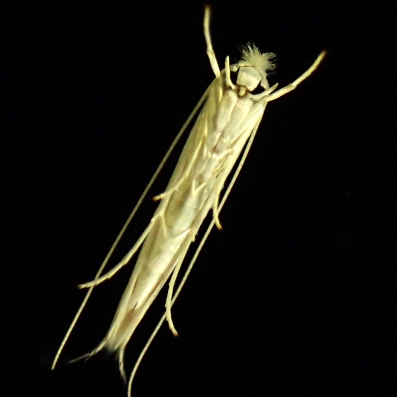 Stegommata sulfuratella