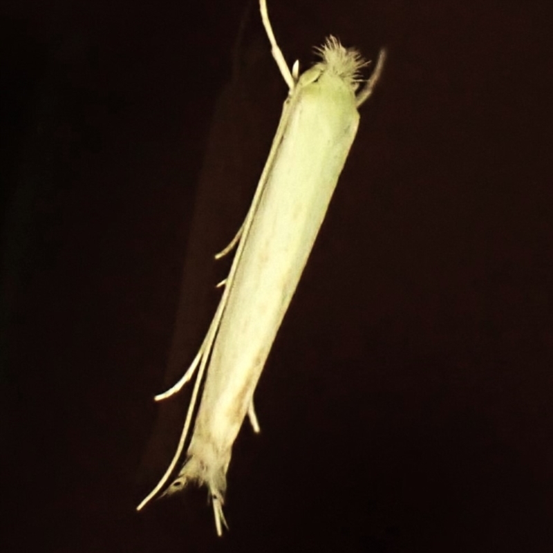Stegommata sulfuratella