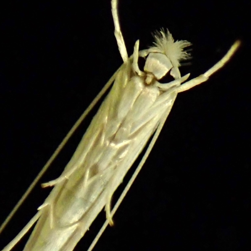 Stegommata sulfuratella
