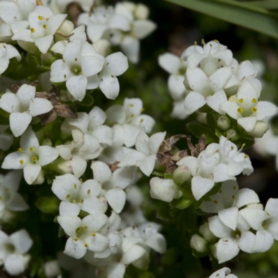 Asperula pusilla