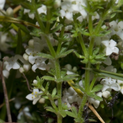 Asperula pusilla