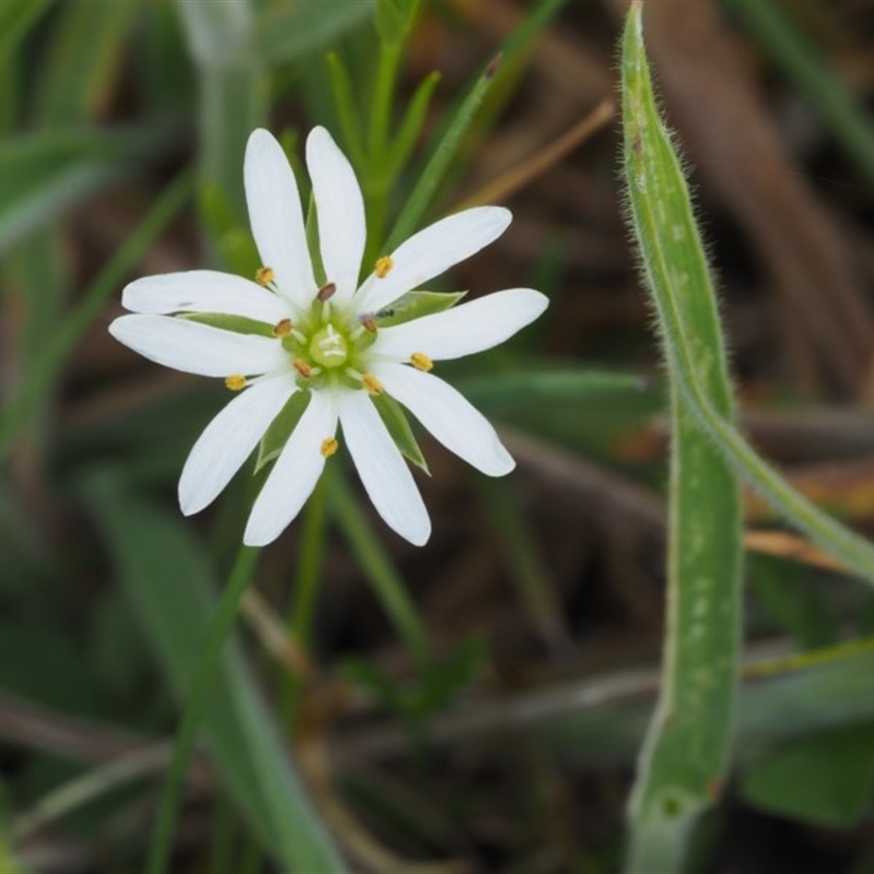 Stellaria angustifolia