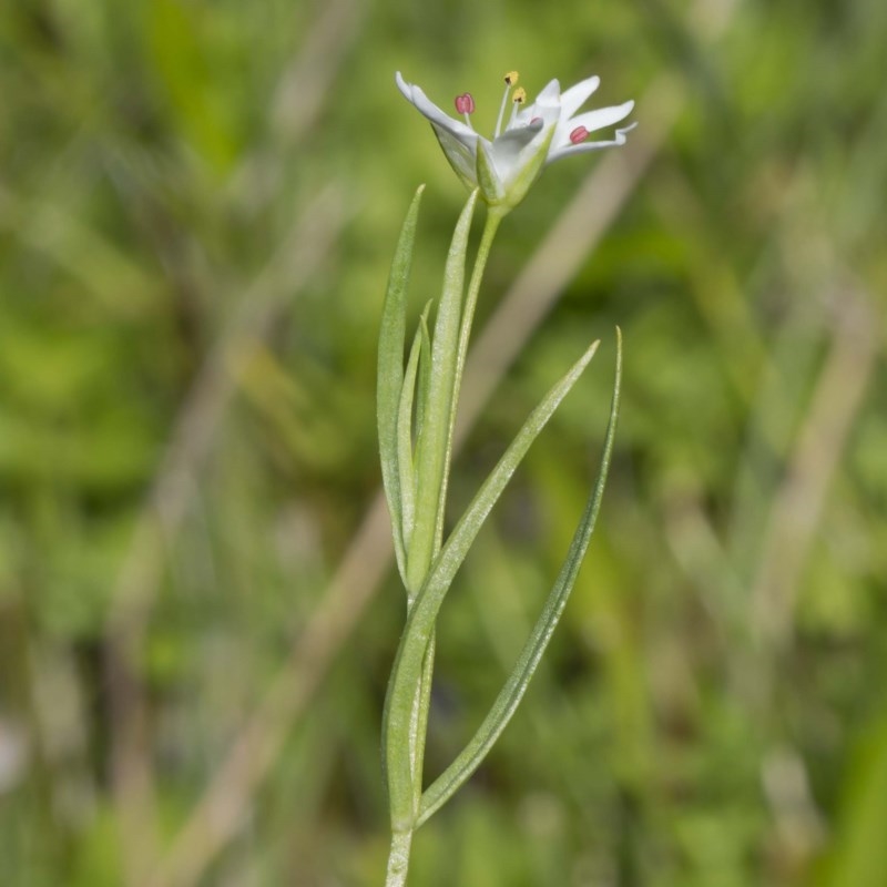 Stellaria angustifolia