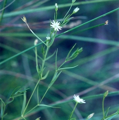 Stellaria angustifolia