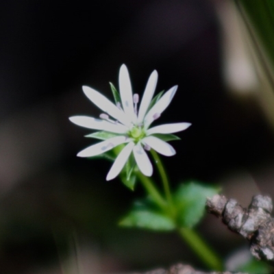 Stellaria flaccida