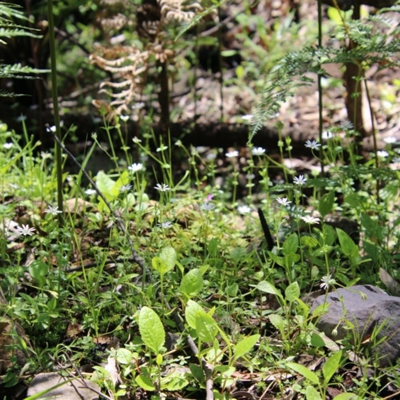 Stellaria flaccida