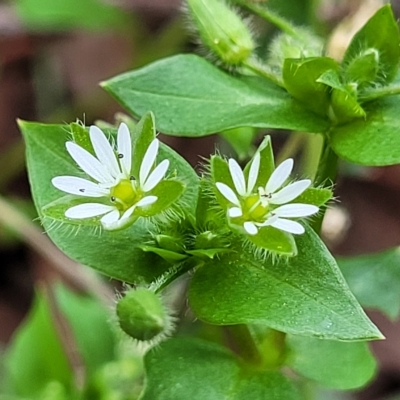 Stellaria media