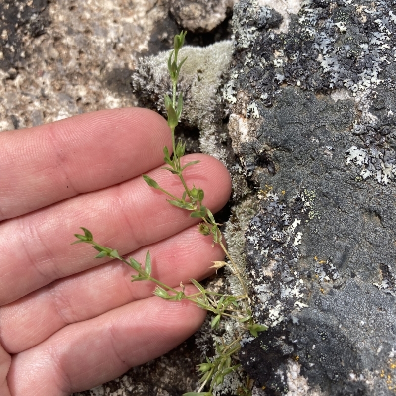 Stellaria multiflora subsp. multiflora