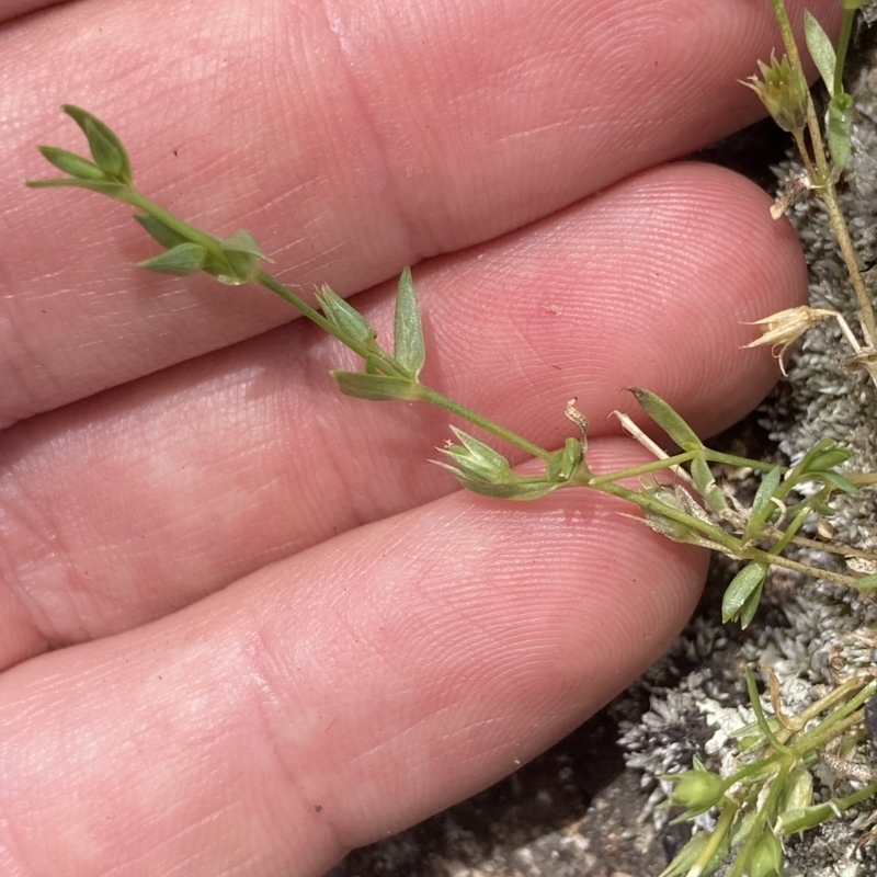 Stellaria multiflora subsp. multiflora