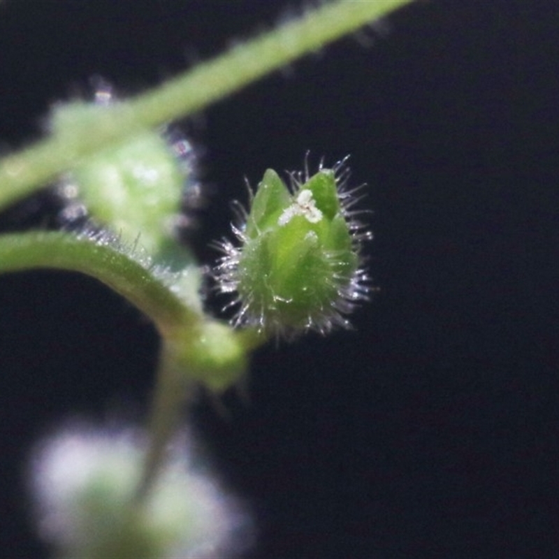 Stellaria pallida