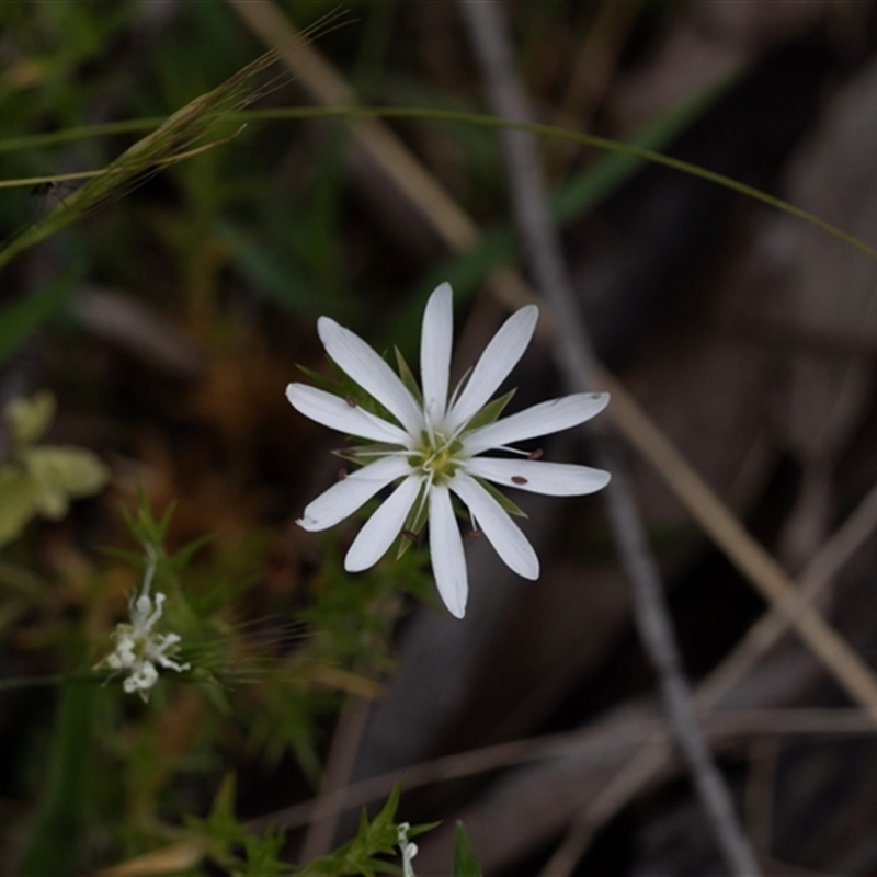 Stellaria pungens