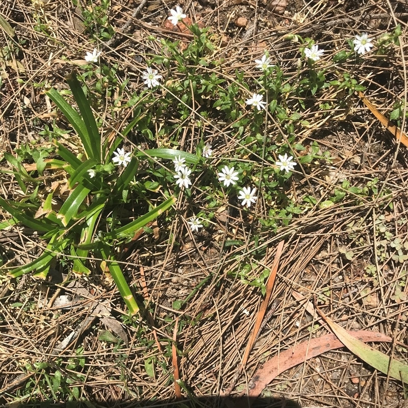 Stellaria sp.