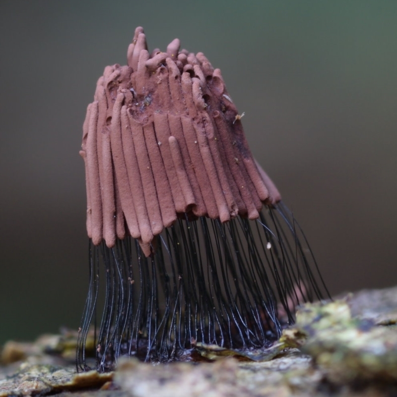 Stemonitis axifera