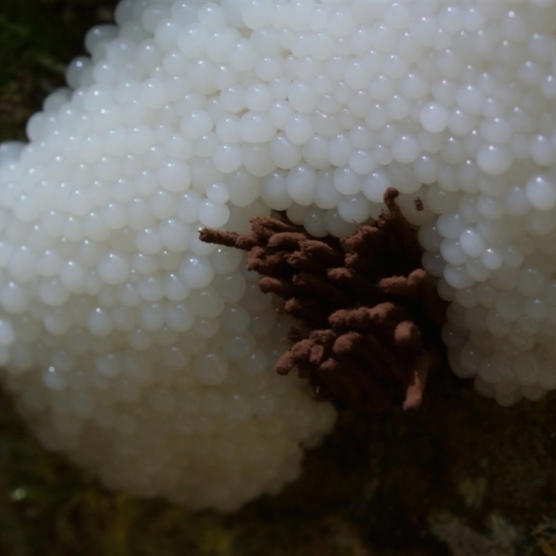 Stemonitis axifera