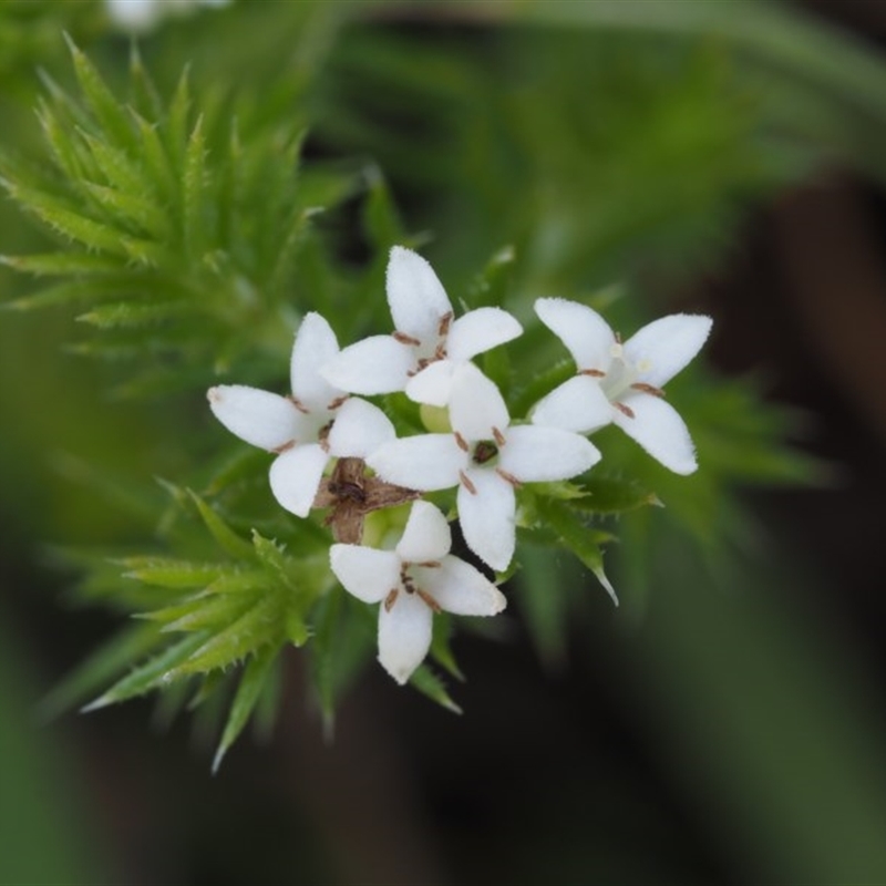 Asperula scoparia