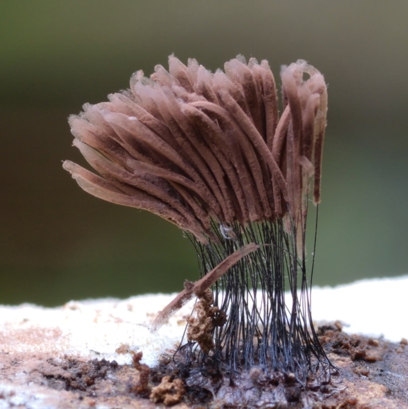 Stemonitis fusca