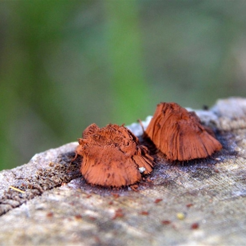 Stemonitis sp. (genus)