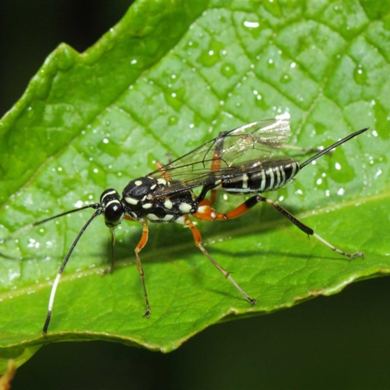 Stenarella victoriae