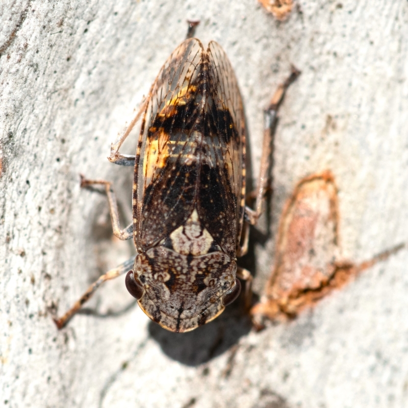 Stenocotis depressa