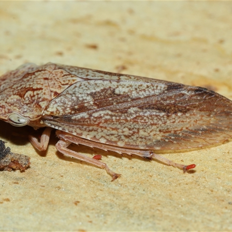 Stenocotis depressa