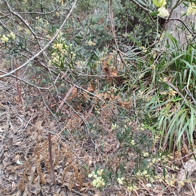 Acacia mucronata