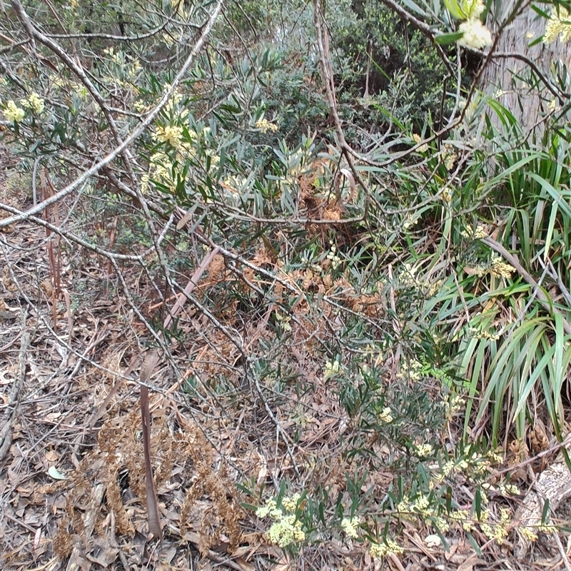 Acacia mucronata