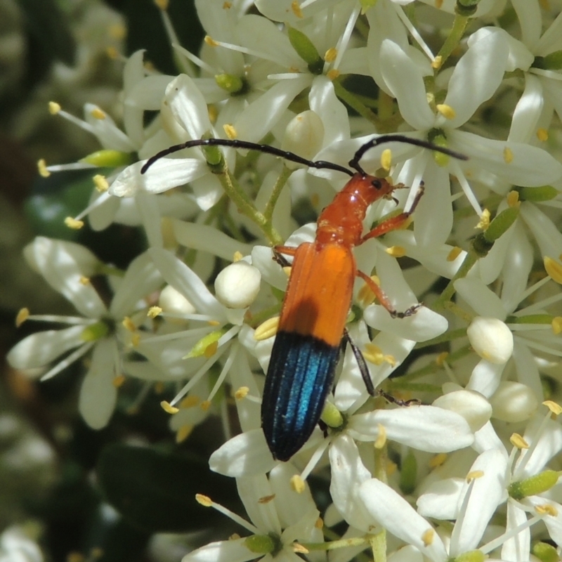 Stenoderus ostricilla